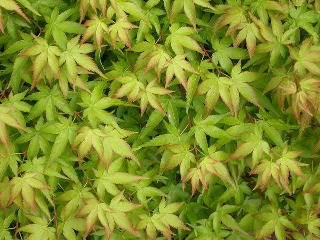 Acer Palmatum 'green Star' - View 18 from www redcrocus com
