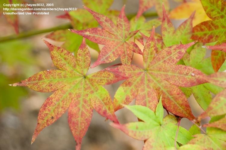Acer Palmatum 'green Star' - View 19 from www redcrocus com