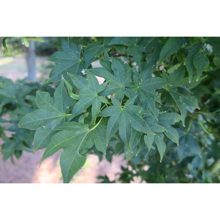 Acer Palmatum 'green Star' - View 20 from www redcrocus com
