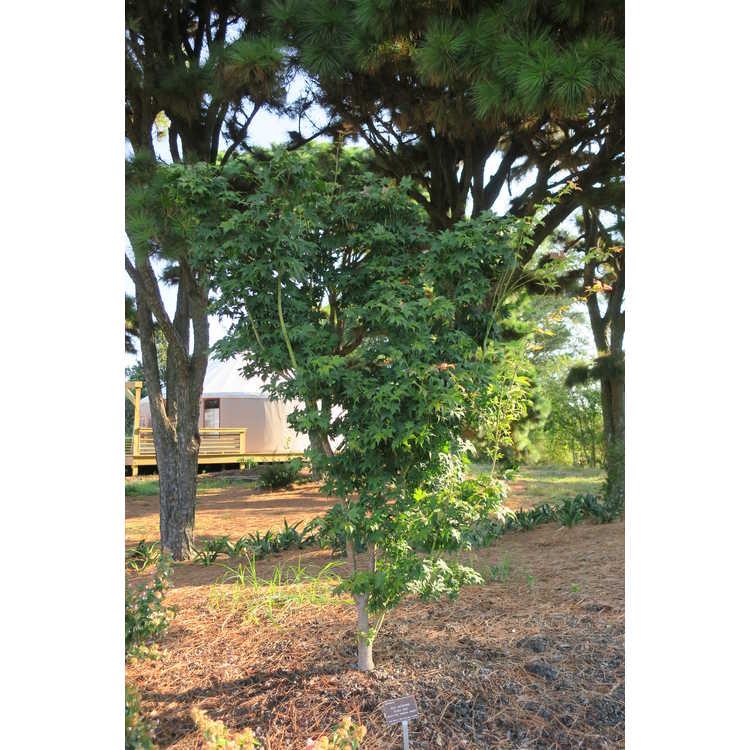 Acer Palmatum 'green Star' - View 21 from www redcrocus com