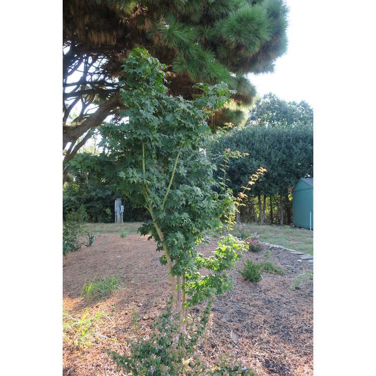 Acer Palmatum 'green Star' - View 22 from www redcrocus com