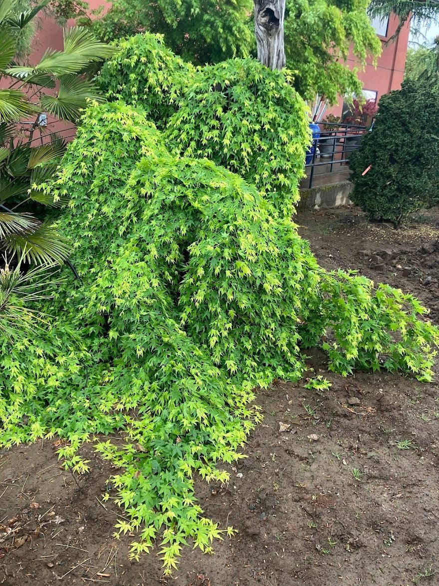 Acer Palmatum 'green Star' - View 25 from www redcrocus com