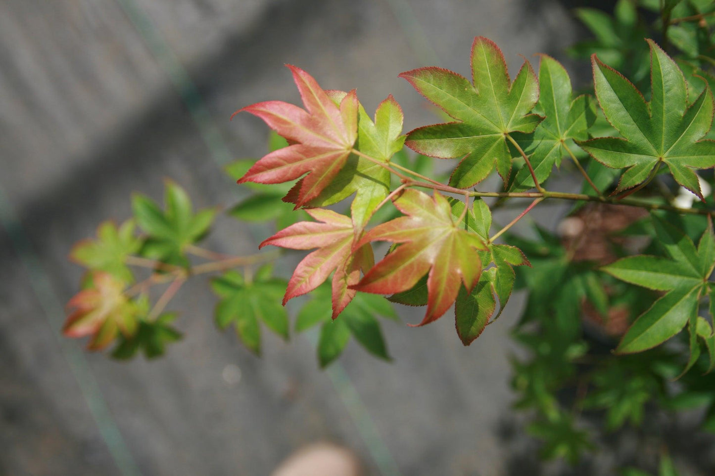 Acer Palmatum 'green Star' - View 28 from www redcrocus com