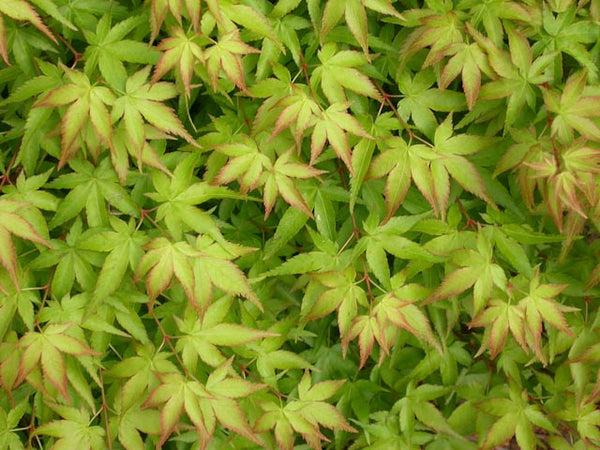 Acer Palmatum 'green Star' - View 29 from www redcrocus com