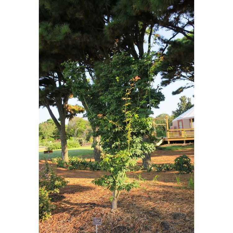 Acer Palmatum 'green Star' - View 2 from www redcrocus com