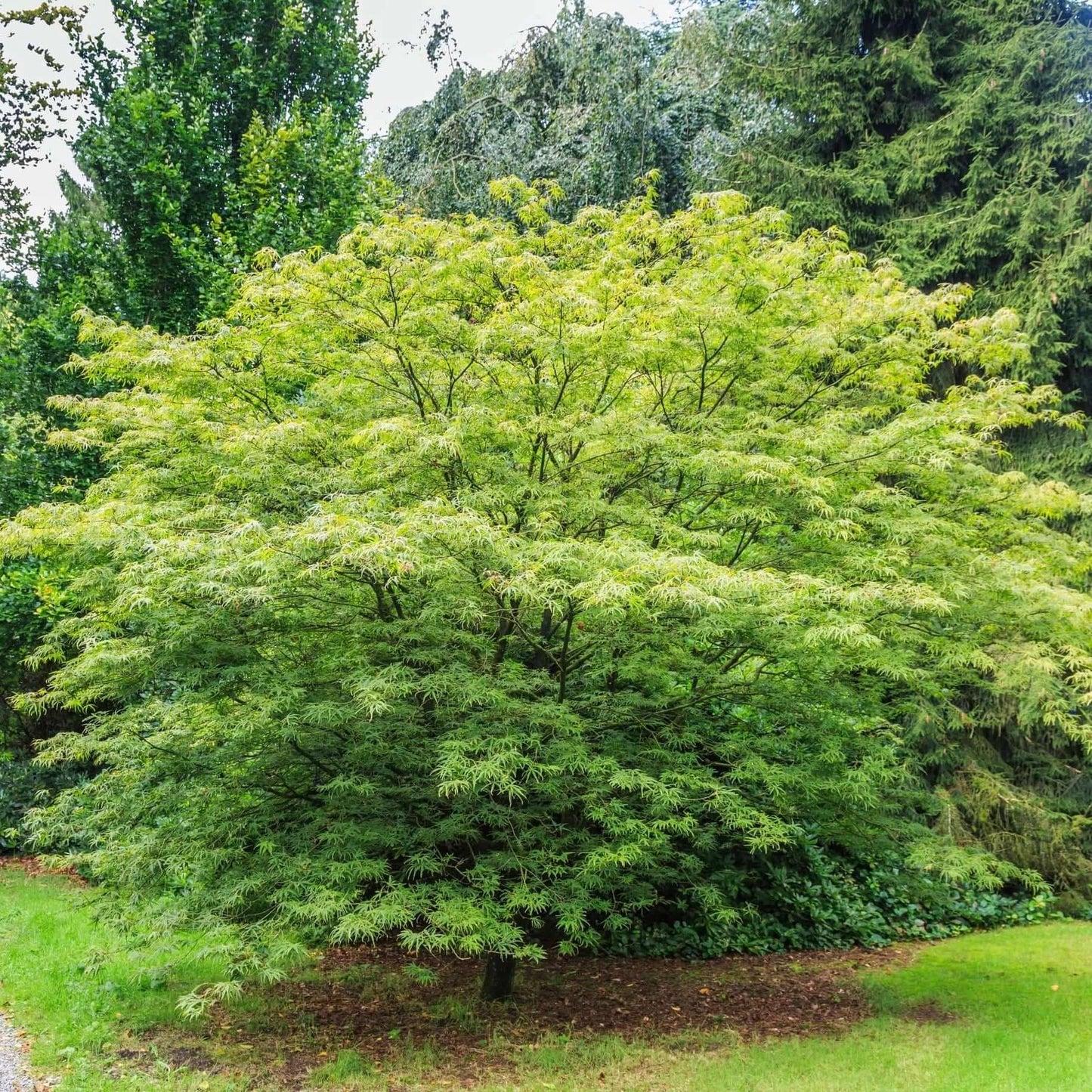 Acer Palmatum 'green Star' - View 30 from www redcrocus com