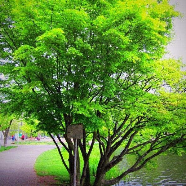 Acer Palmatum 'green Star' - View 31 from www redcrocus com