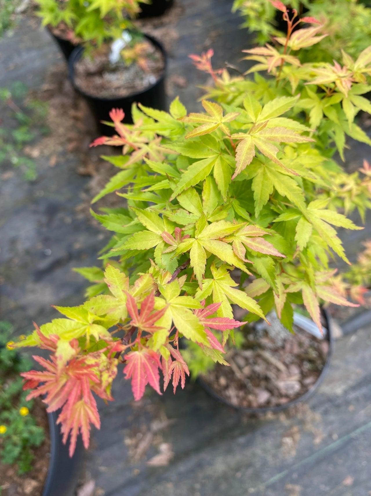 Acer Palmatum 'green Star' - View 33 from www redcrocus com