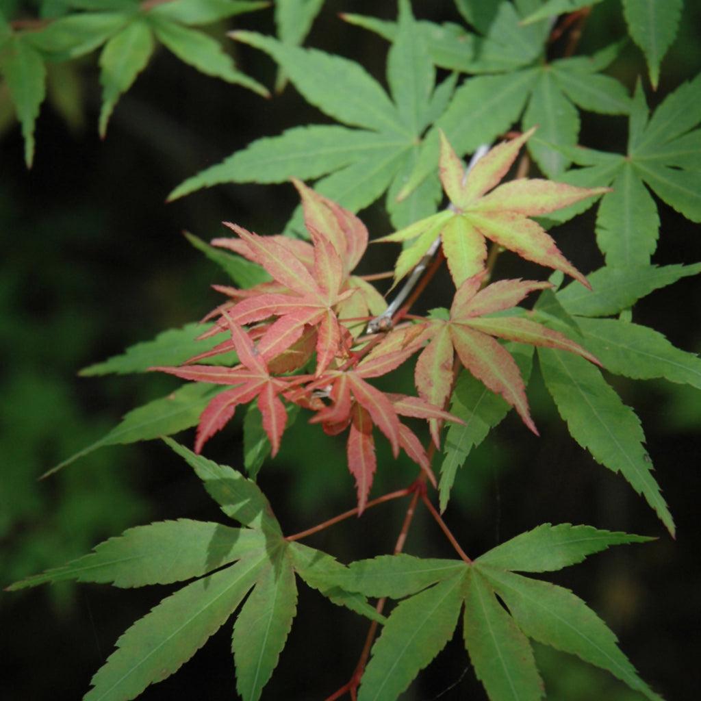 Acer Palmatum 'green Star' - View 35 from www redcrocus com