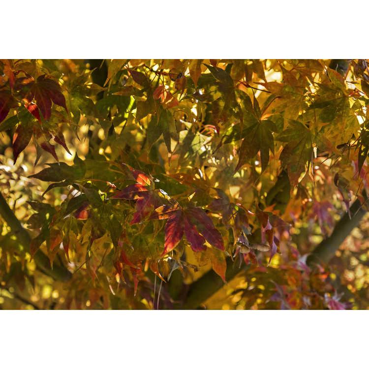 Acer Palmatum 'green Star' - View 5 from www redcrocus com