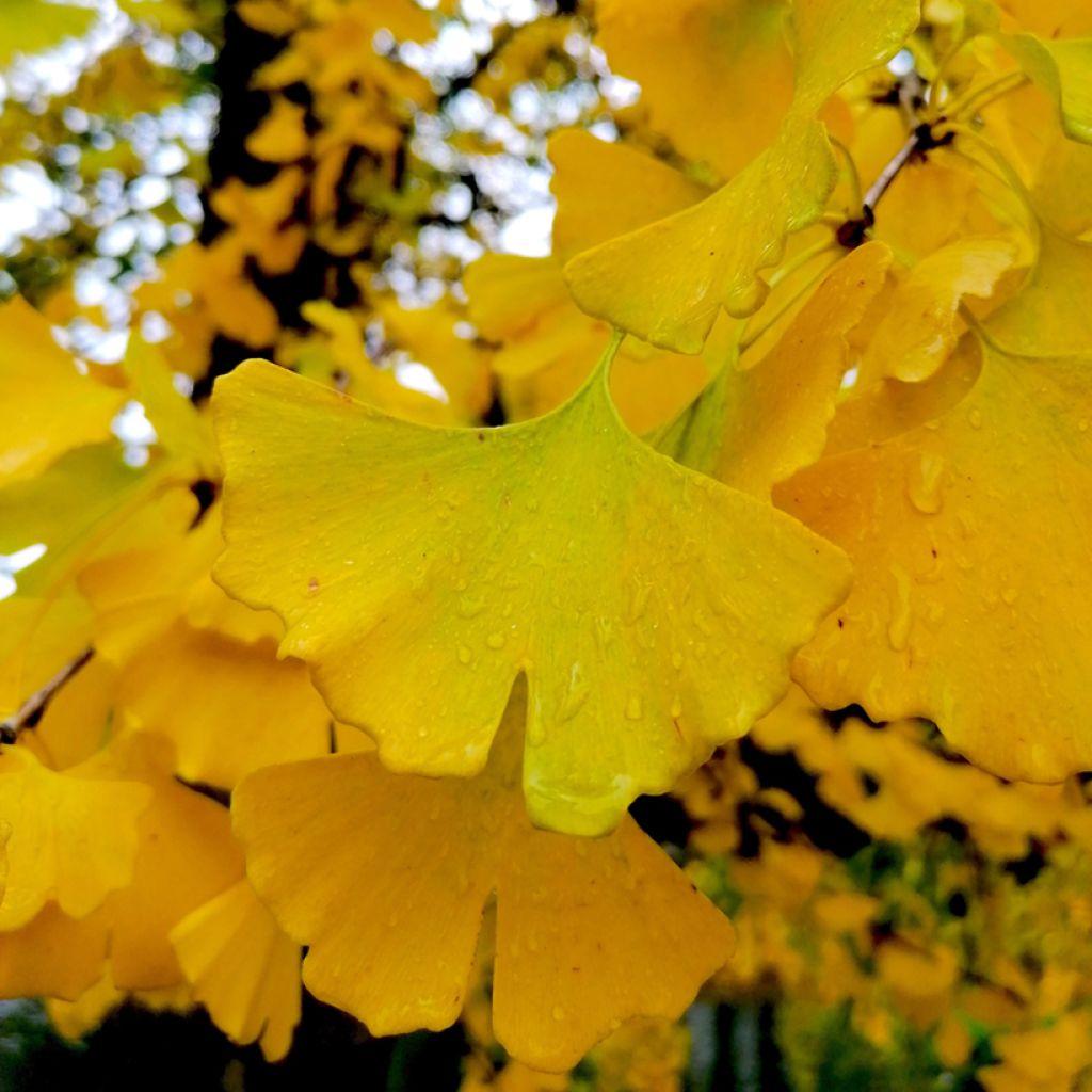 Ginkgo Biloba Autumn Gold Single Stem - View 17 from www redcrocus com