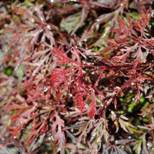 Acer Palmatum Dissectum Orangeola - View 10 from www redcrocus com