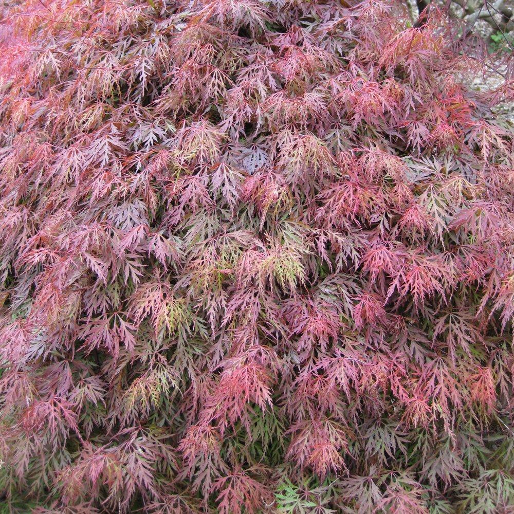 Acer Palmatum Dissectum Orangeola - View 11 from www redcrocus com