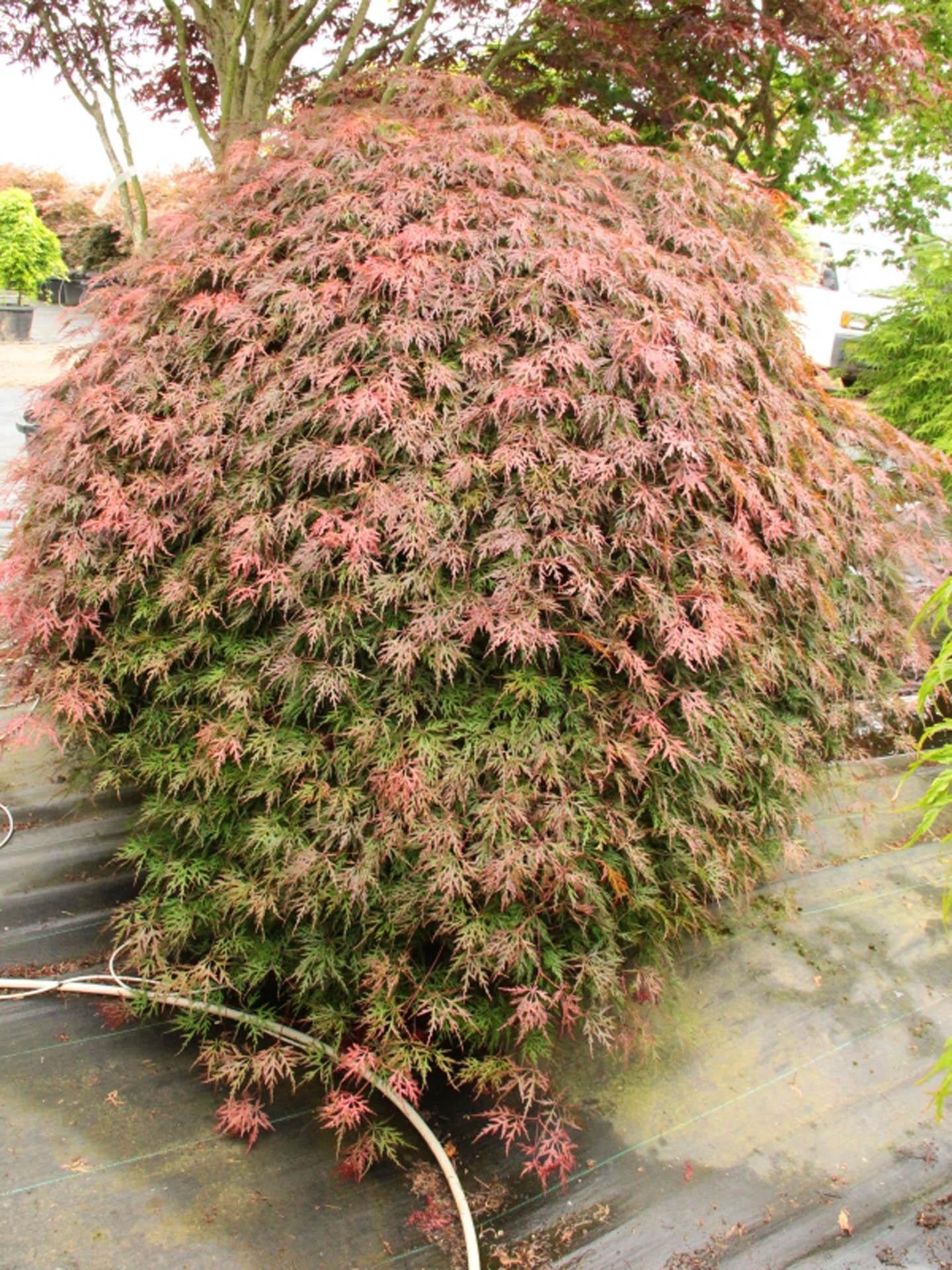 Acer Palmatum Dissectum Orangeola - View 12 from www redcrocus com