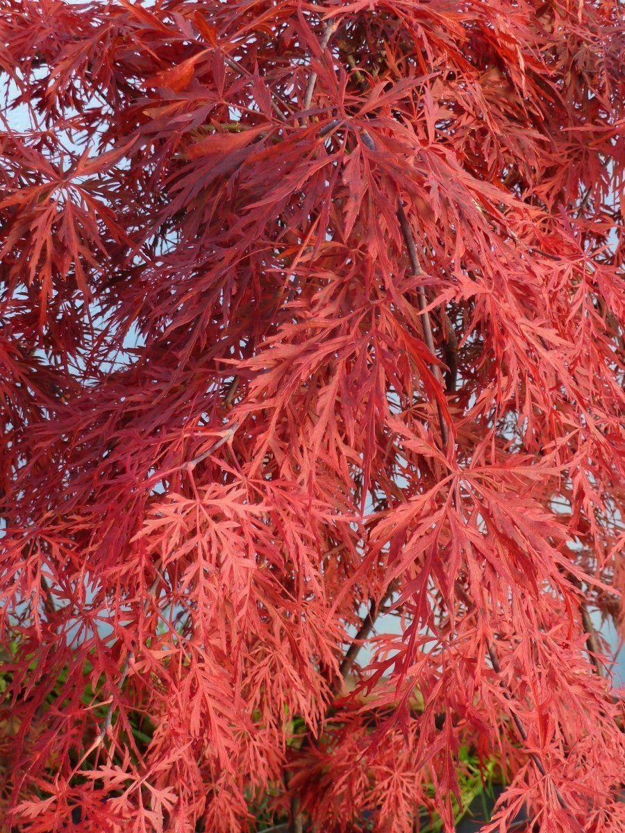 Acer Palmatum Dissectum Orangeola - View 13 from www redcrocus com