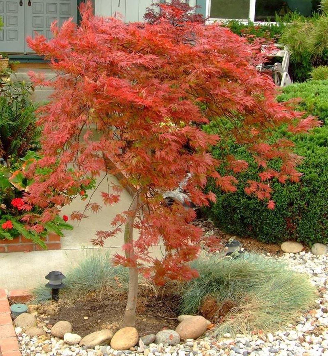 Acer Palmatum Dissectum Orangeola - View 14 from www redcrocus com