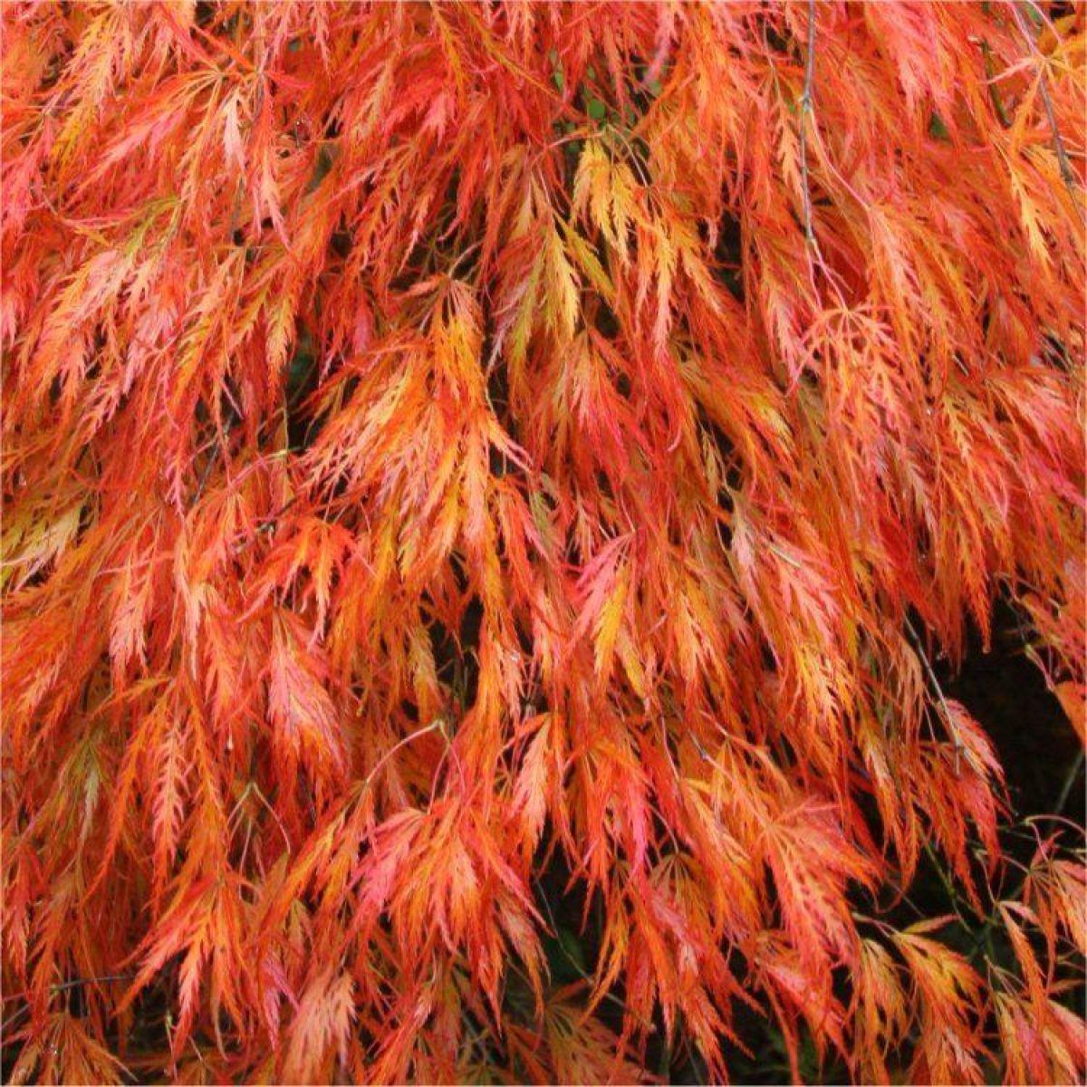 Acer Palmatum Dissectum Orangeola - View 15 from www redcrocus com