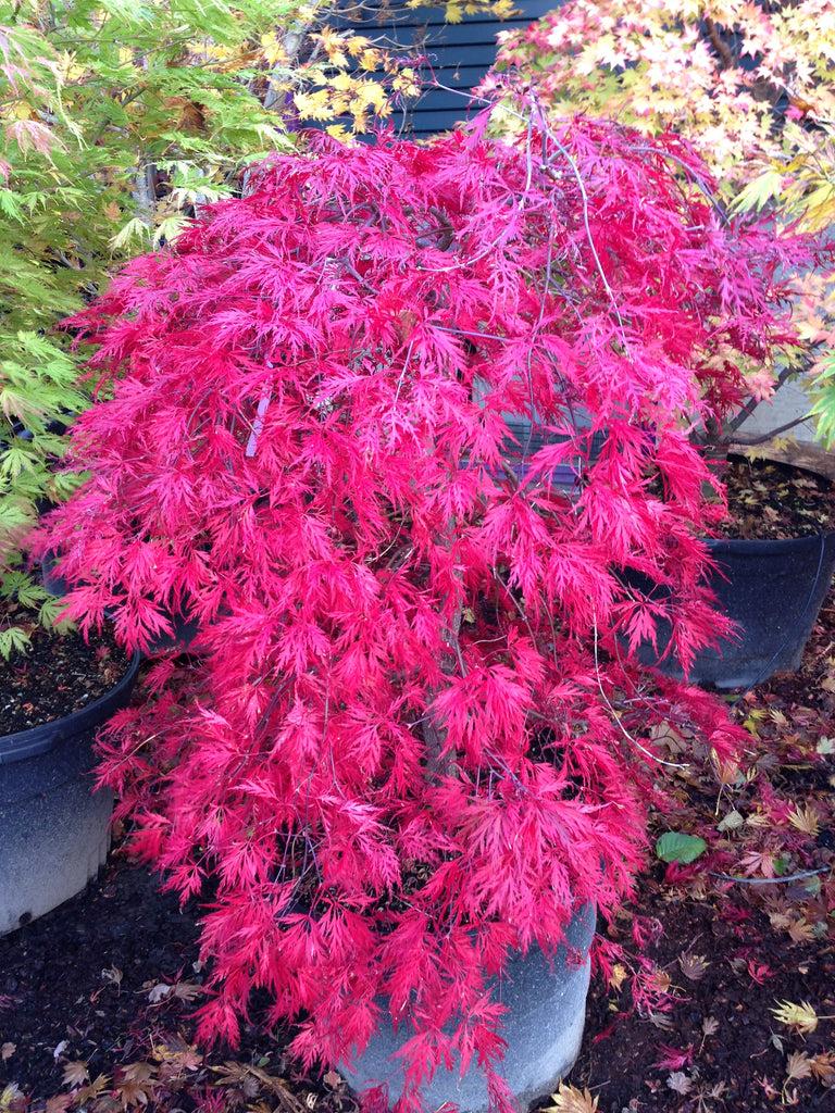 Acer Palmatum Dissectum Orangeola - View 16 from www redcrocus com