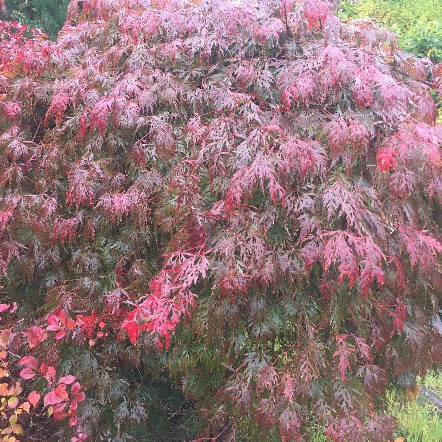 Acer Palmatum Dissectum Orangeola - View 18 from www redcrocus com