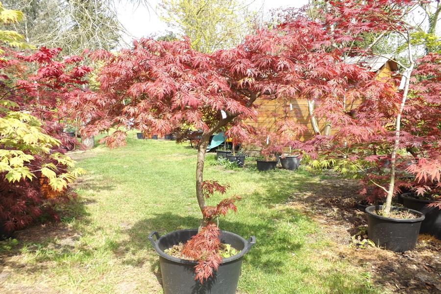 Acer Palmatum Dissectum Orangeola - View 19 from www redcrocus com