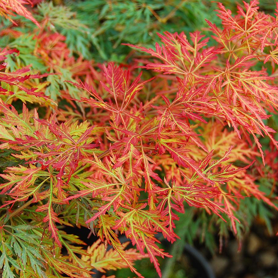 Acer Palmatum Dissectum Orangeola - View 1 from www redcrocus com