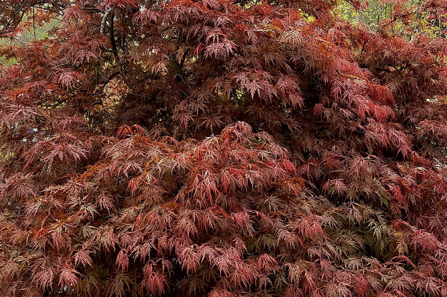 Acer Palmatum Dissectum Orangeola - View 2 from www redcrocus com