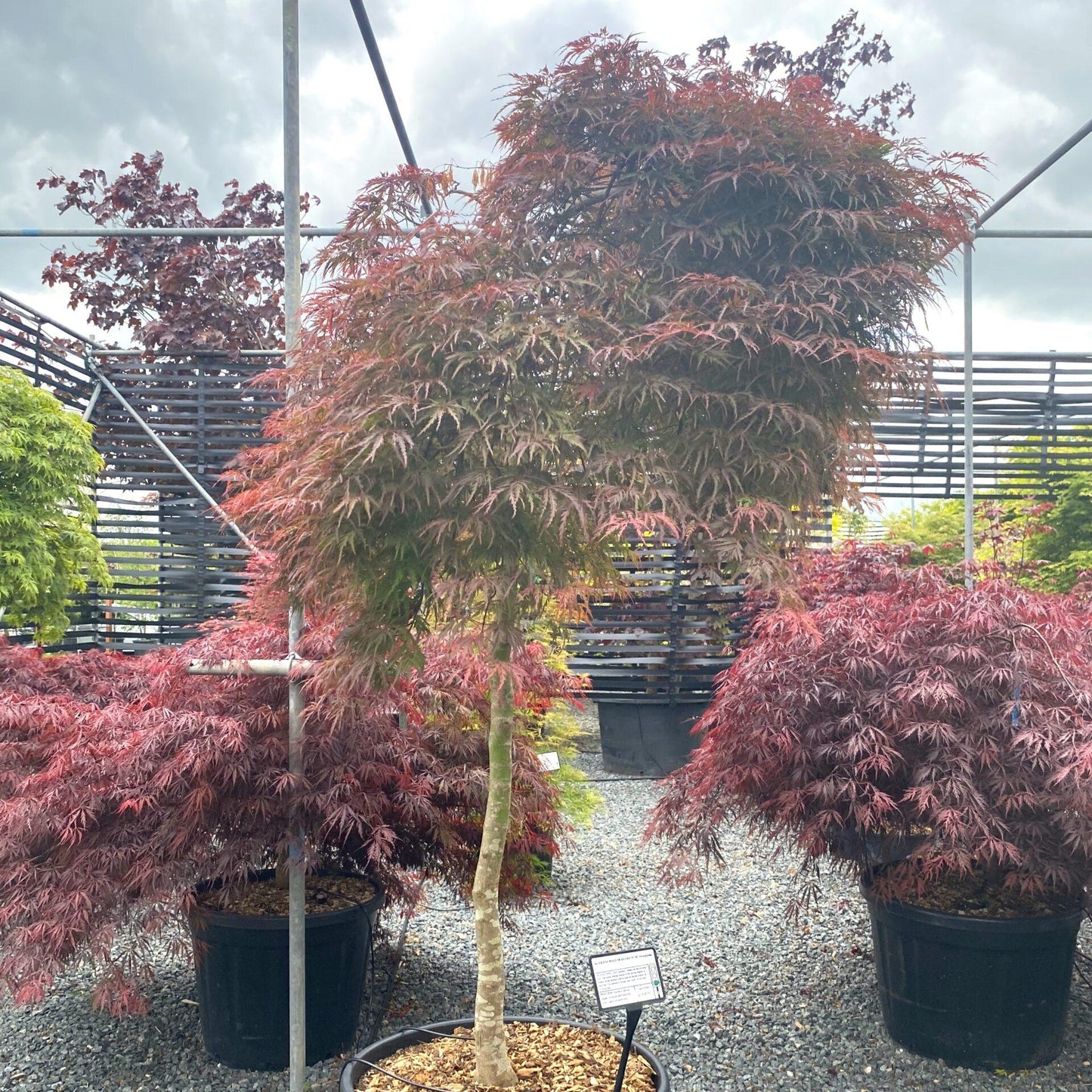 Acer Palmatum Dissectum Orangeola - View 3 from www redcrocus com