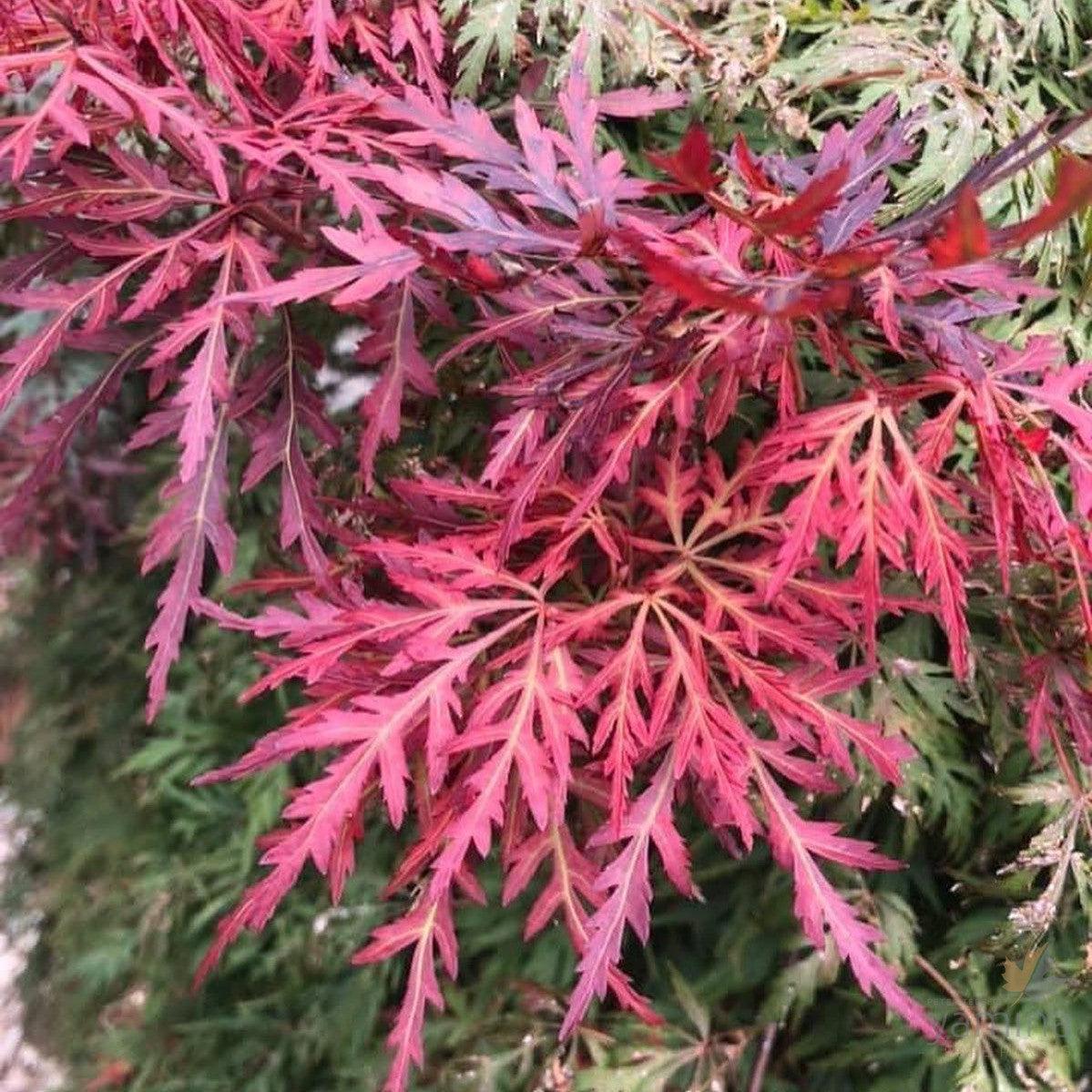 Acer Palmatum Dissectum Orangeola - View 4 from www redcrocus com