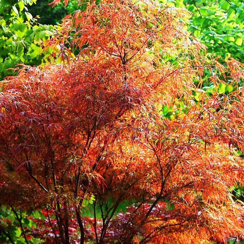 Acer Palmatum Dissectum Orangeola - View 5 from www redcrocus com