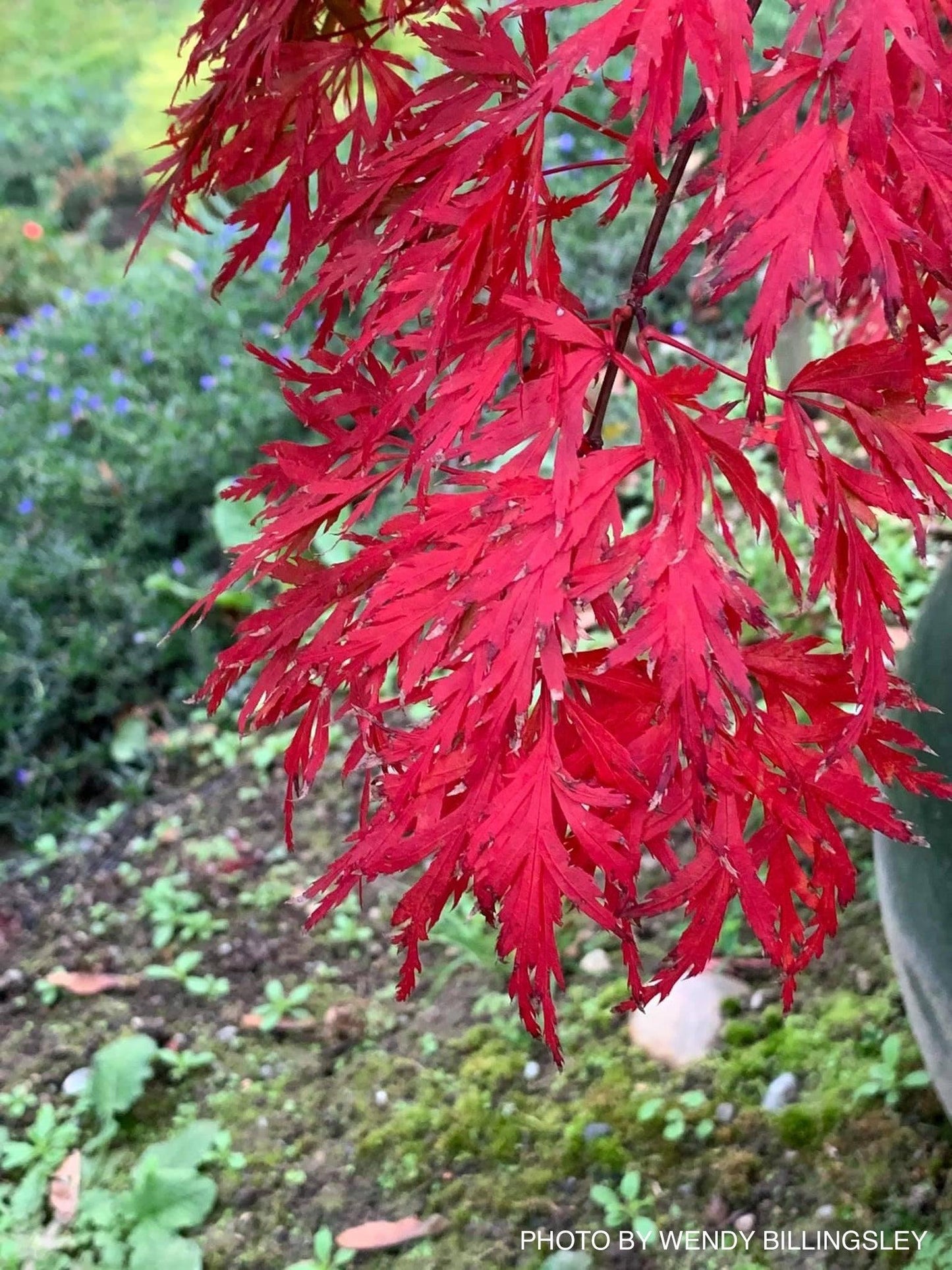 Acer Palmatum Dissectum Orangeola - View 6 from www redcrocus com
