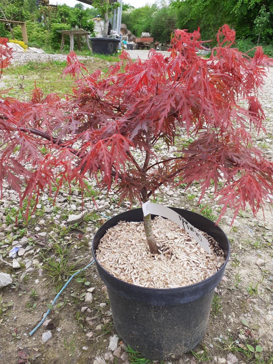 Acer Palmatum Dissectum Orangeola - View 7 from www redcrocus com