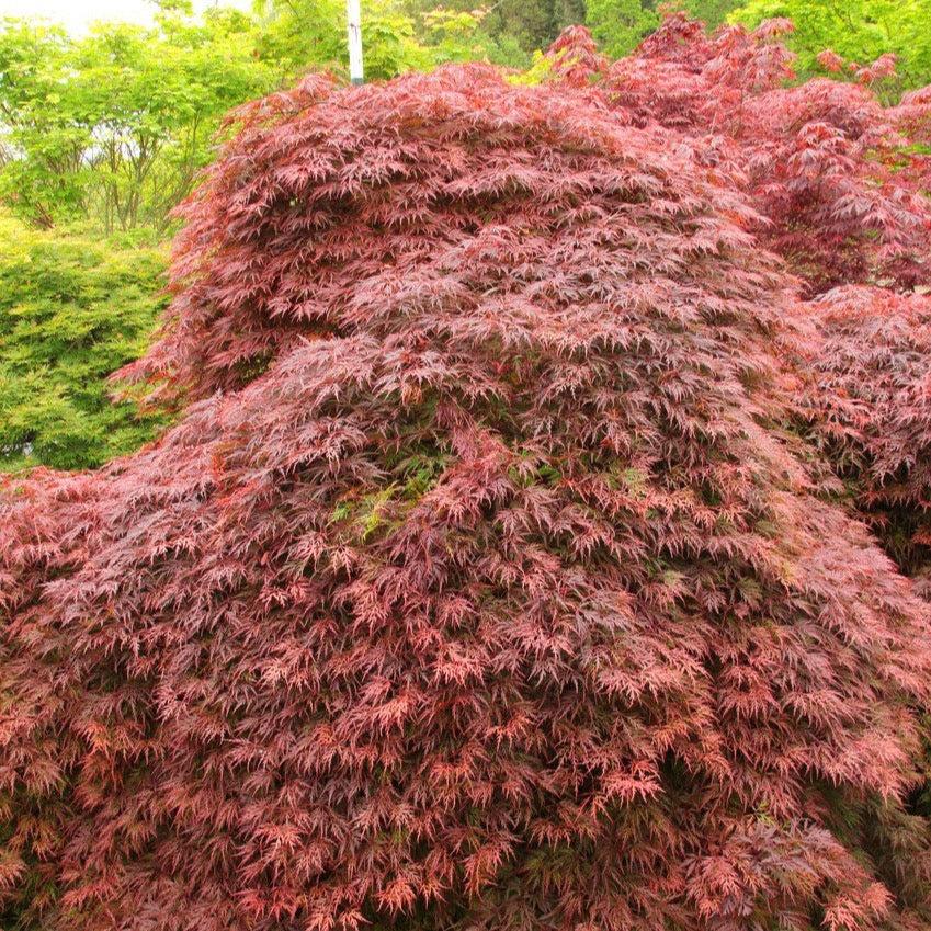 Acer Palmatum Dissectum Orangeola - View 8 from www redcrocus com