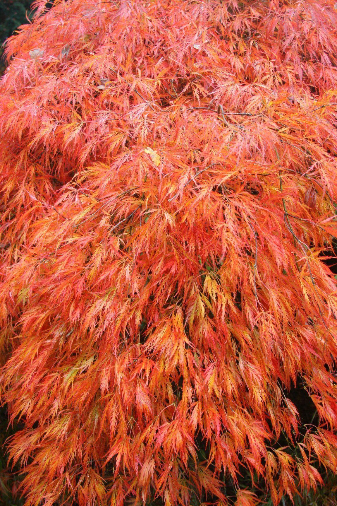 Acer Palmatum Dissectum Orangeola - View 9 from www redcrocus com