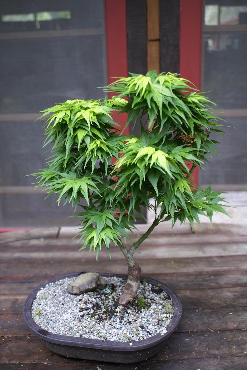Acer Palmatum 'mikawa Yatsubasa' - View 25 from www redcrocus com