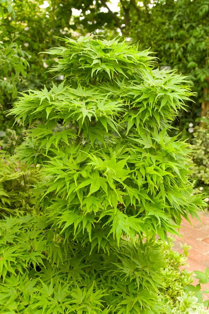 Acer Palmatum 'mikawa Yatsubasa' - View 29 from www redcrocus com