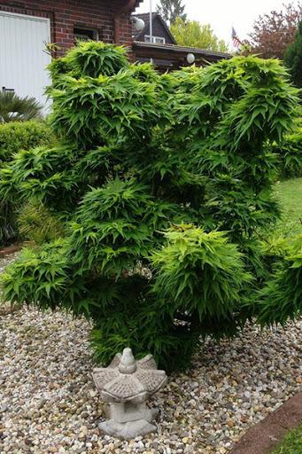 Acer Palmatum 'mikawa Yatsubasa' - View 31 from www redcrocus com