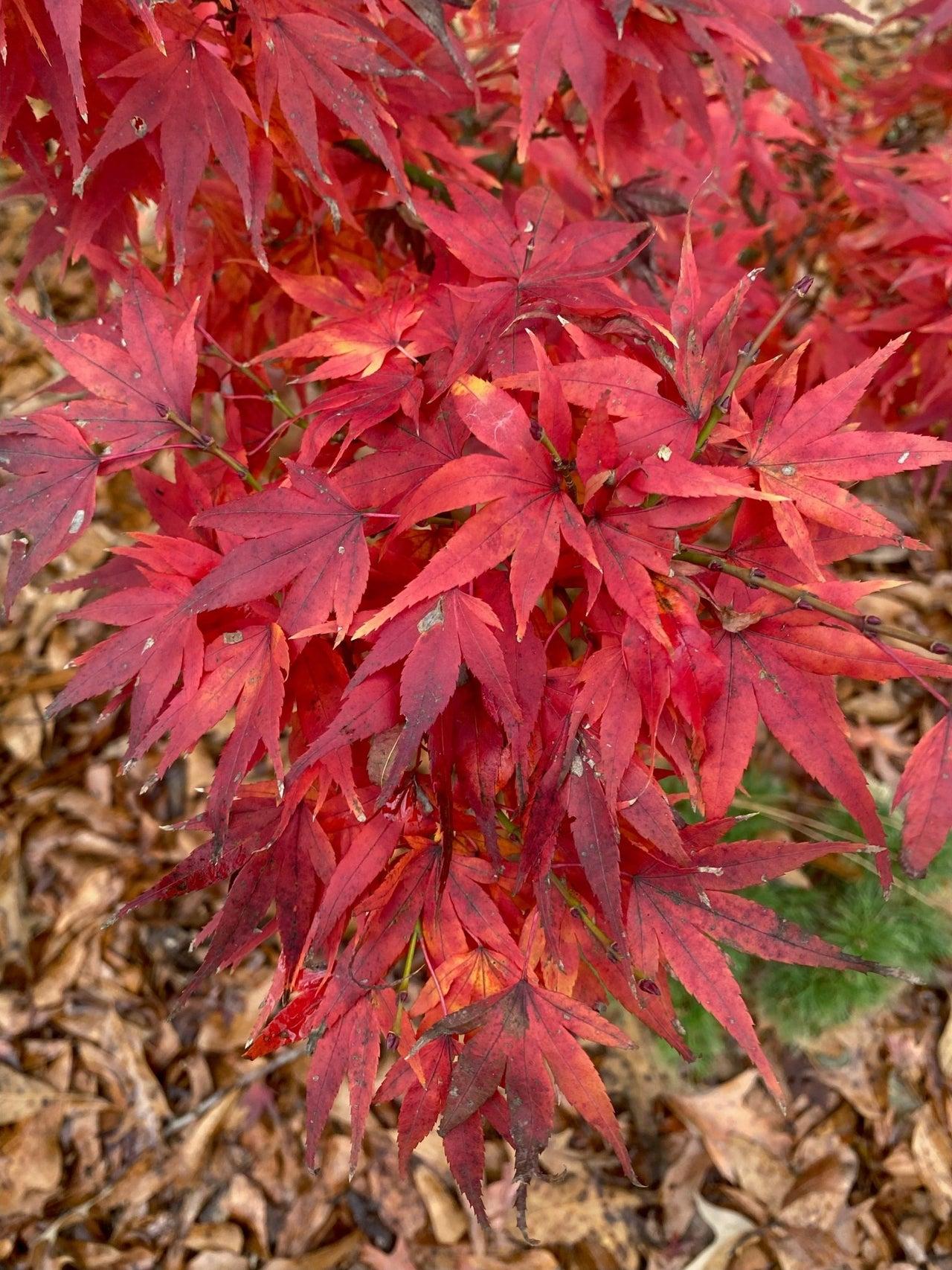 Acer Palmatum 'mikawa Yatsubasa' - View 40 from www redcrocus com