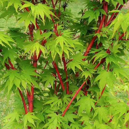 Acer Palmatum Sango Kaku - View 10 from www redcrocus com