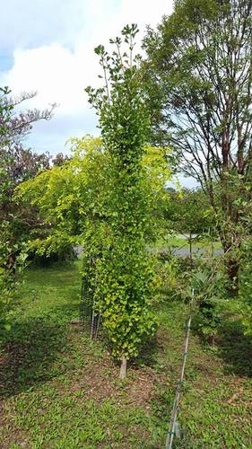 Ginkgo Biloba Grindstone Single Stem - View 10 from www redcrocus com