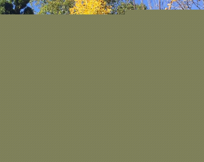 Ginkgo Biloba Grindstone Single Stem - View 5 from www redcrocus com