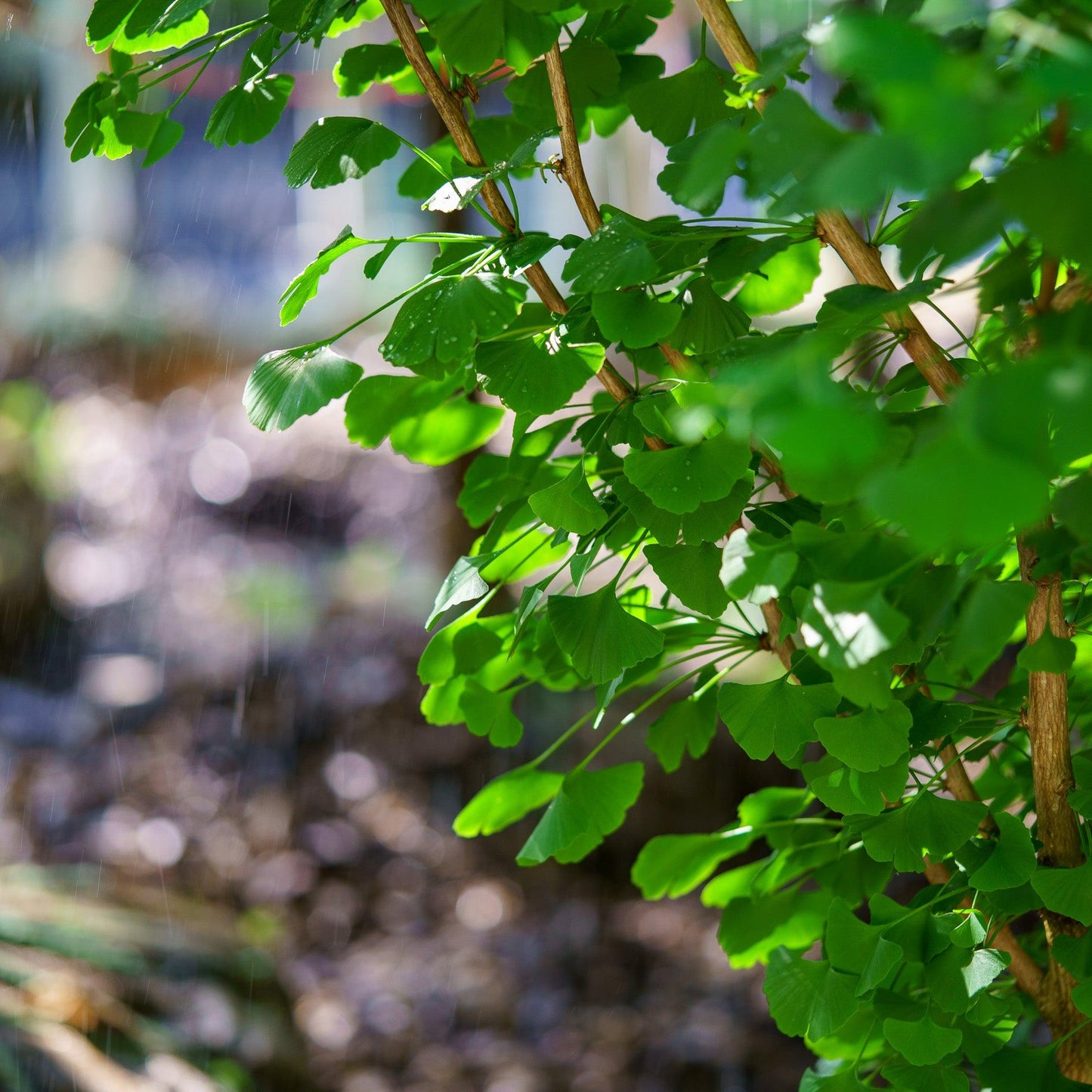 Ginkgo Biloba Grindstone Single Stem - View 7 from www redcrocus com