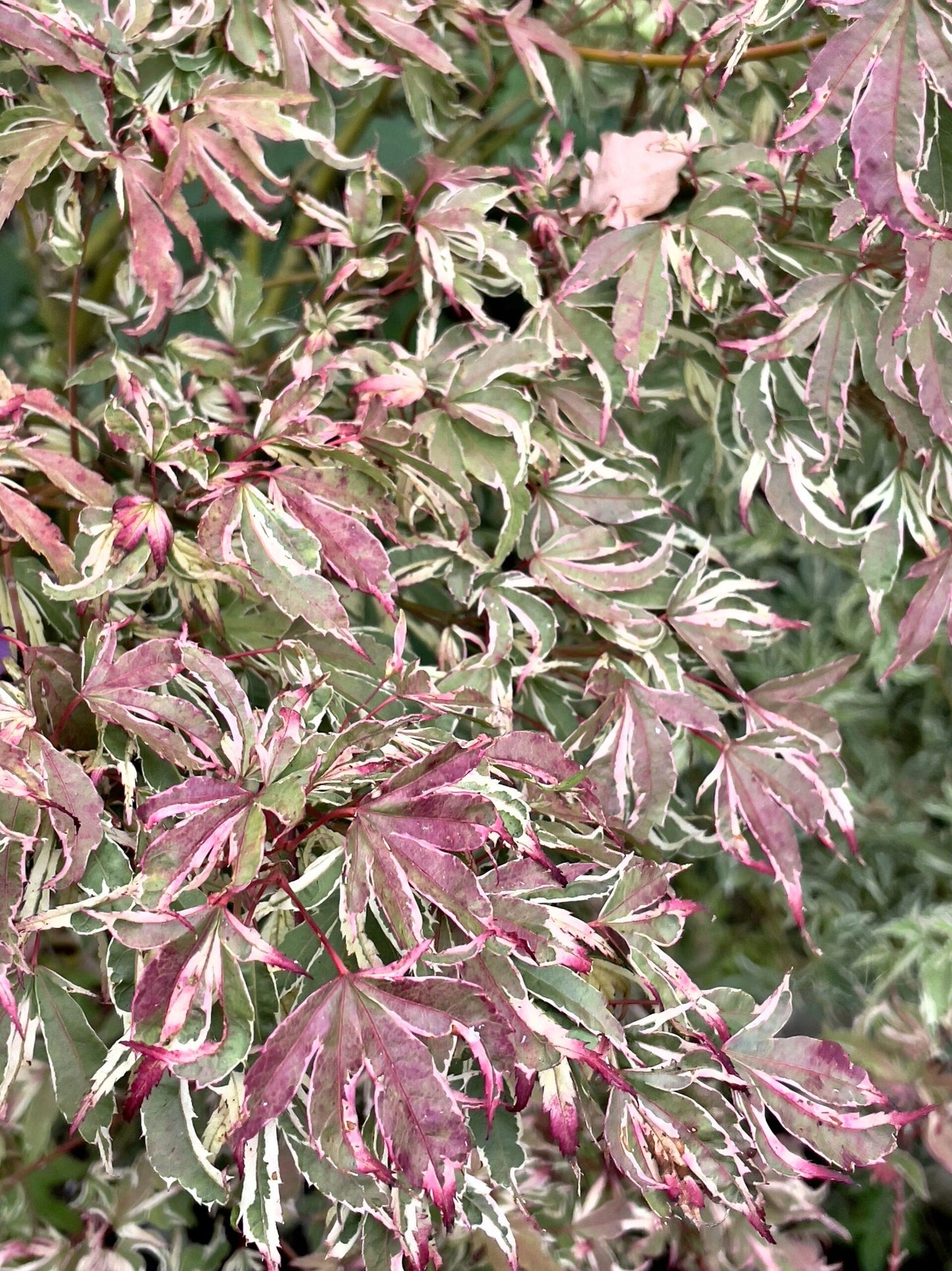 Acer Palmatum Butterfly - View 20 from www redcrocus com