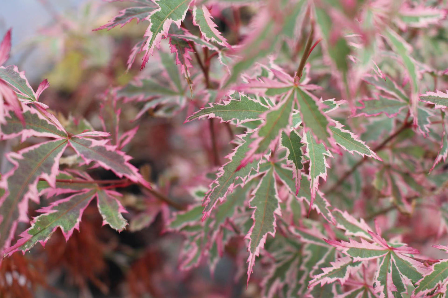 Acer Palmatum Butterfly - View 2 from www redcrocus com