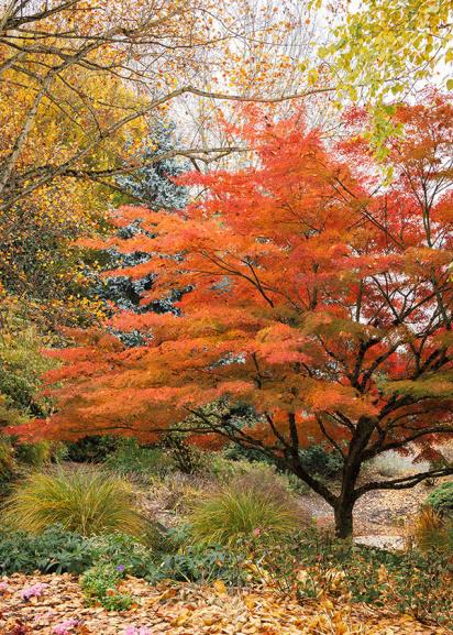 Acer Palmatum 'ryusen' - View 12 from www redcrocus com