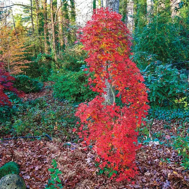 Acer Palmatum 'ryusen' - View 13 from www redcrocus com