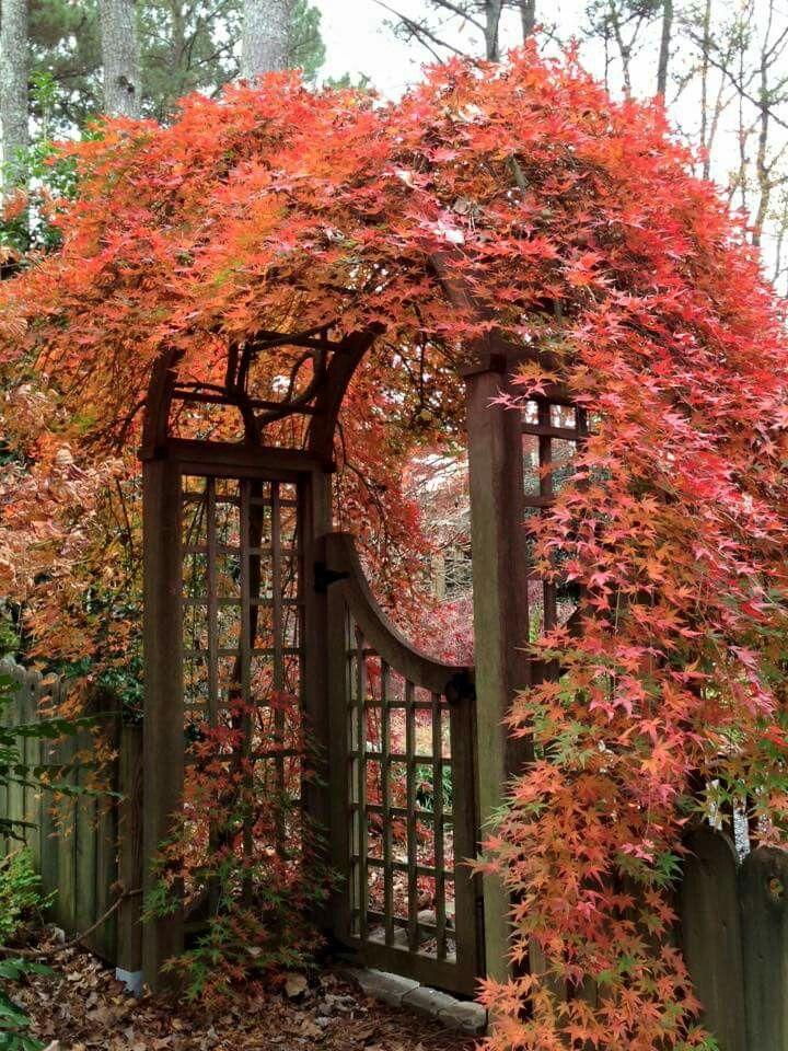 Acer Palmatum 'ryusen' - View 14 from www redcrocus com