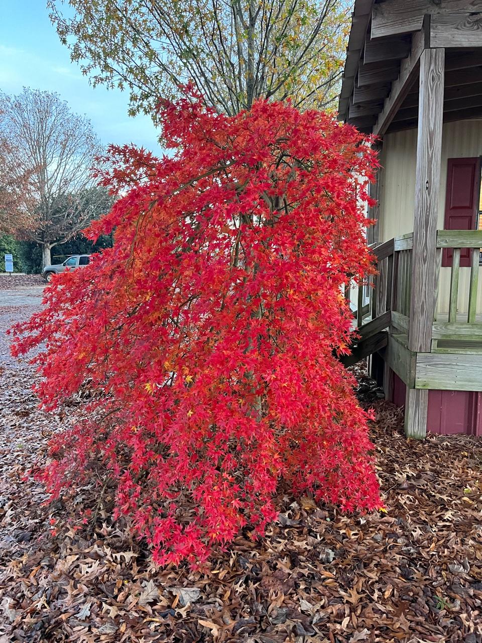 Acer Palmatum 'ryusen' - View 15 from www redcrocus com