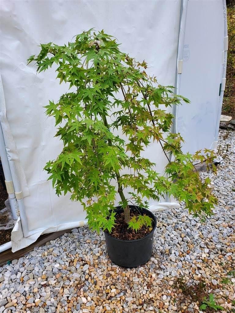 Acer Palmatum 'ryusen' - View 17 from www redcrocus com