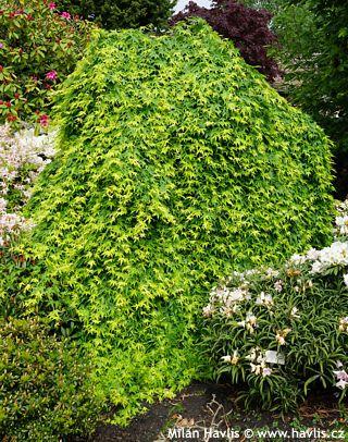 Acer Palmatum 'ryusen' - View 20 from www redcrocus com