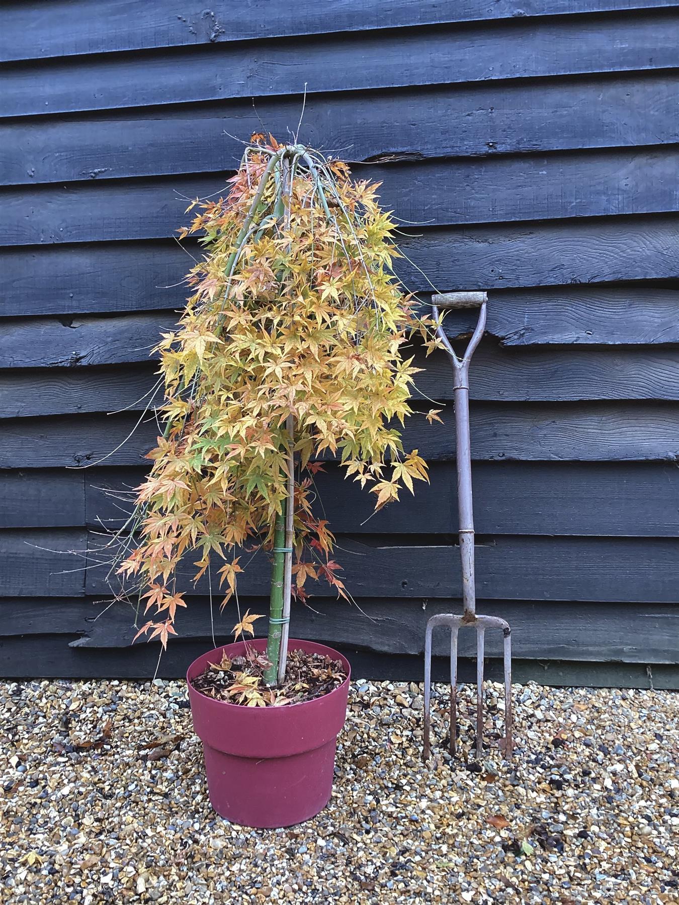 Acer Palmatum 'ryusen' - View 24 from www redcrocus com